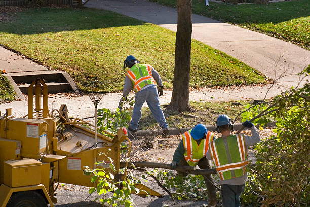 How Our Tree Care Process Works  in  West Fork, AR